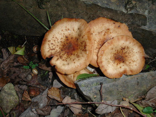 fungi near East Okement river