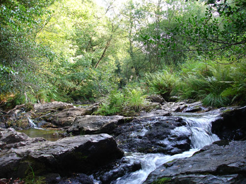 ferns along the East Okement