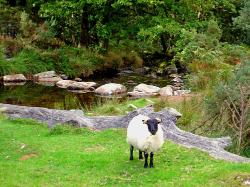 sheep along East Okement