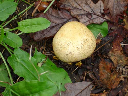 puffball-like fungus