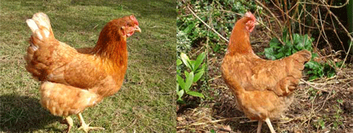 Whitetail and Blacktail